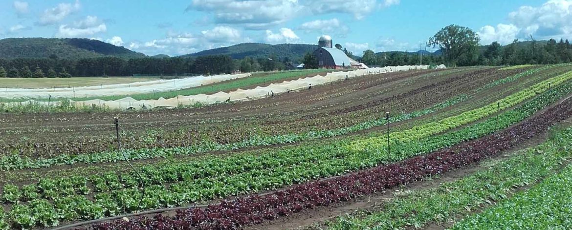 Snellman-Ferme-aux-Petits-Oignons-vaaka