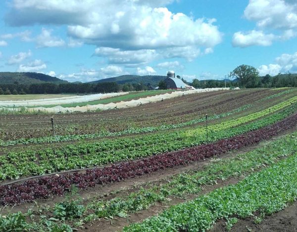 Snellman-Ferme-aux-Petits-Oignons-vaaka