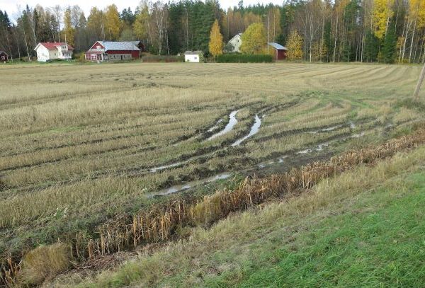 Jukka Rajala Märkyys viljapellossa