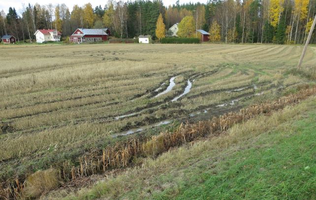 Jukka Rajala Märkyys viljapellossa