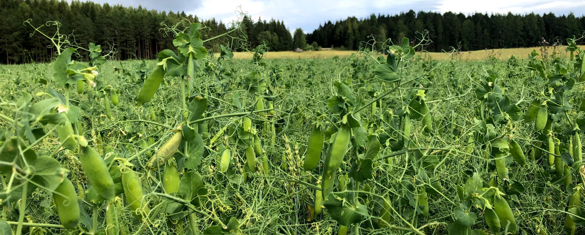 herne ja vehnä kasvavat pellolla