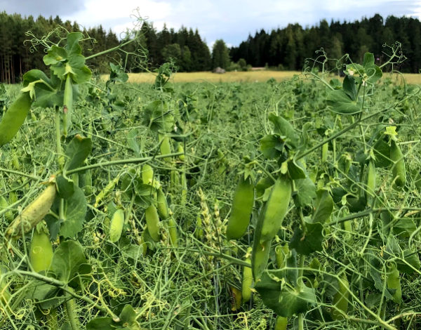 herne ja vehnä kasvavat pellolla