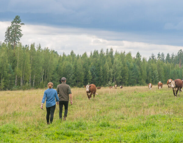 Kaksi henkilöä ja nautakarjaa laitumella