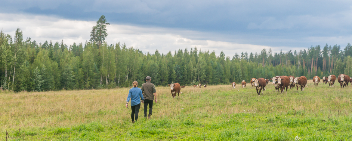 Kaksi henkilöä ja nautakarjaa laitumella