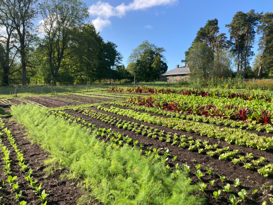 vihannesten taimia pellolla