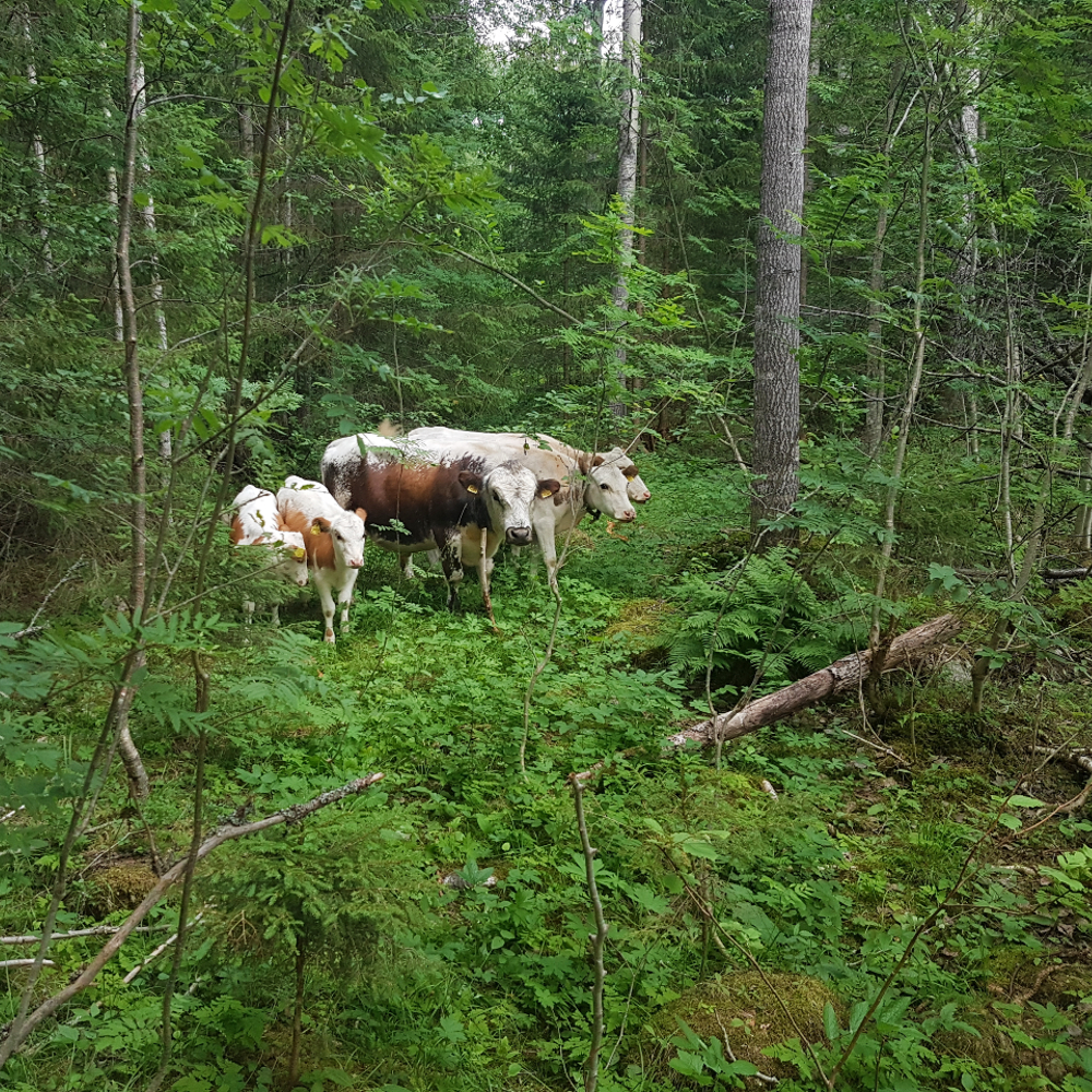 kyyttöjä metsälaitumella