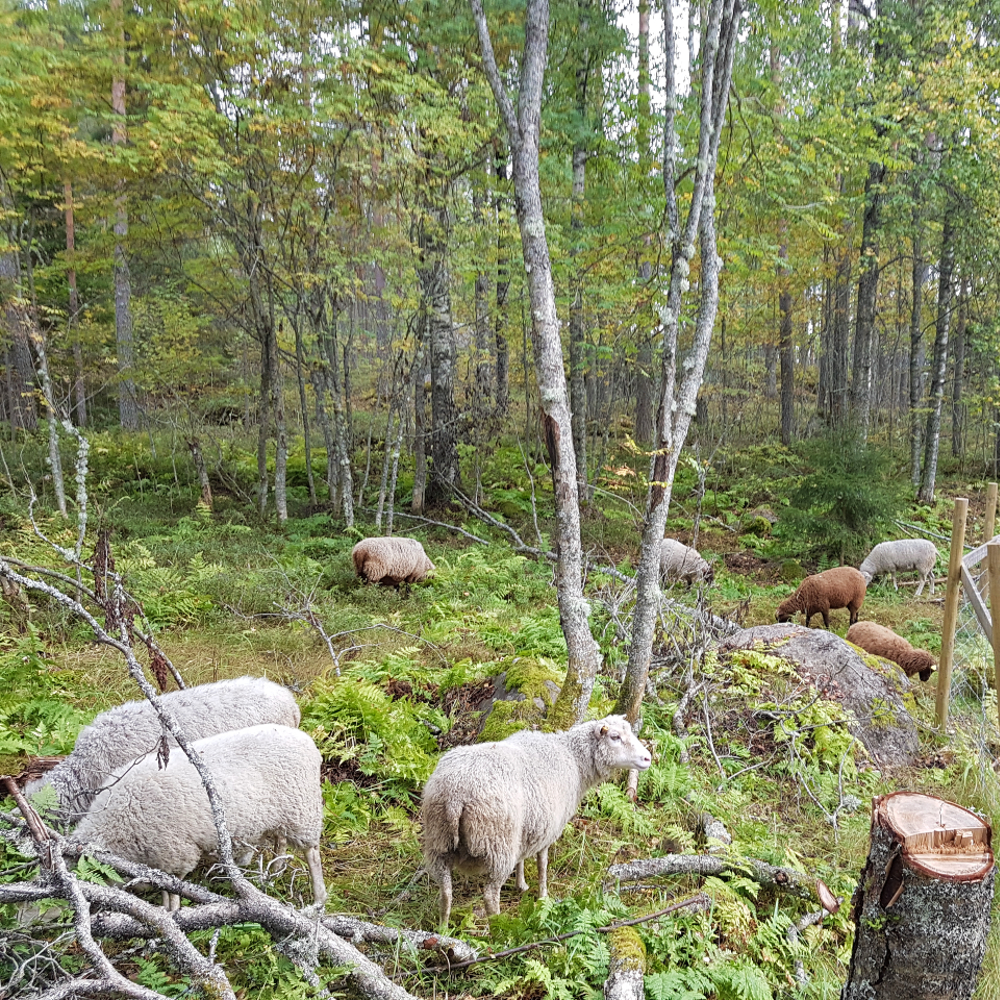 lampaita metsälaitumella