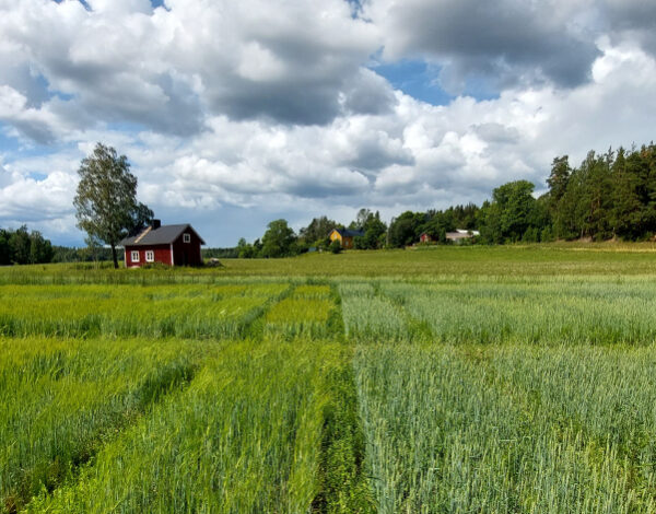 Ström sortförsök