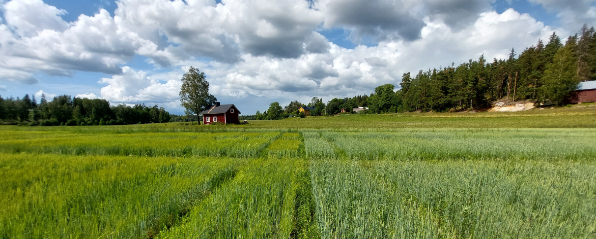 Ström sortförsök