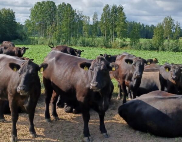 nautoja märehtimässä laitumella