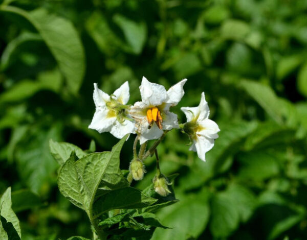 peruna kukkii