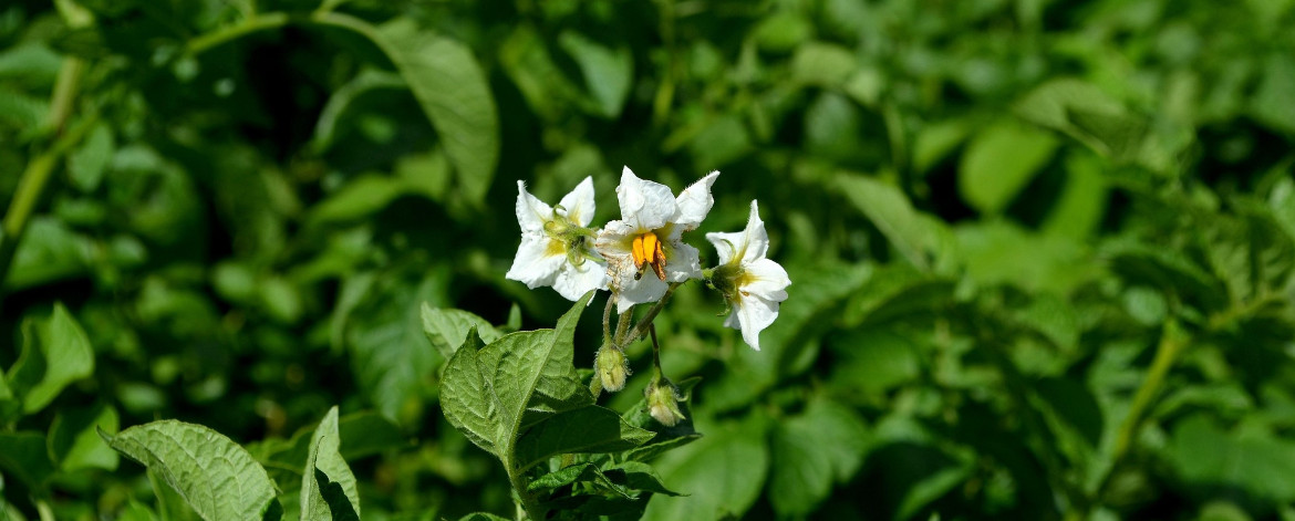 peruna kukkii