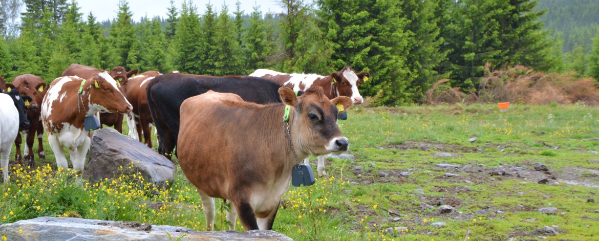 Suokas hieho laidun metsä