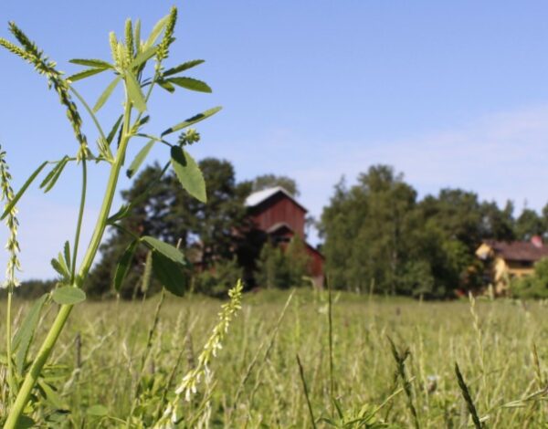 mesikkää kasvava viherlannoitusnurmi maatilan edustalla