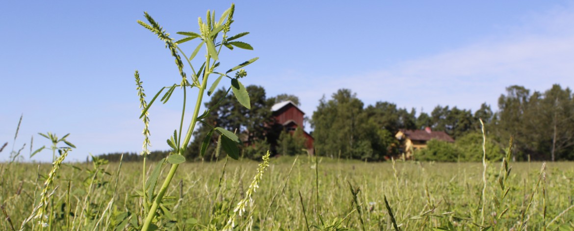 mesikkää kasvava viherlannoitusnurmi maatilan edustalla