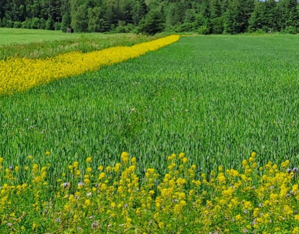 monimuotoinen kukkakuja kiertää vehnäpeltoa
