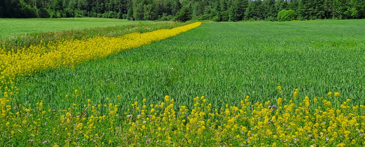 monimuotoinen kukkakuja kiertää vehnäpeltoa