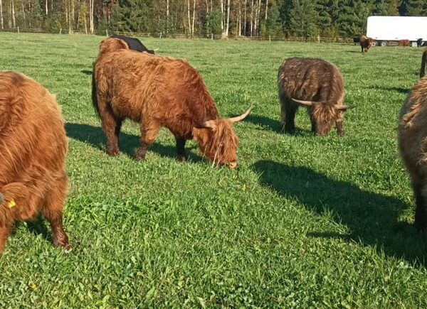 Ylämaankarjan naudat laiduntavat Aamu-Usvan tilalla.