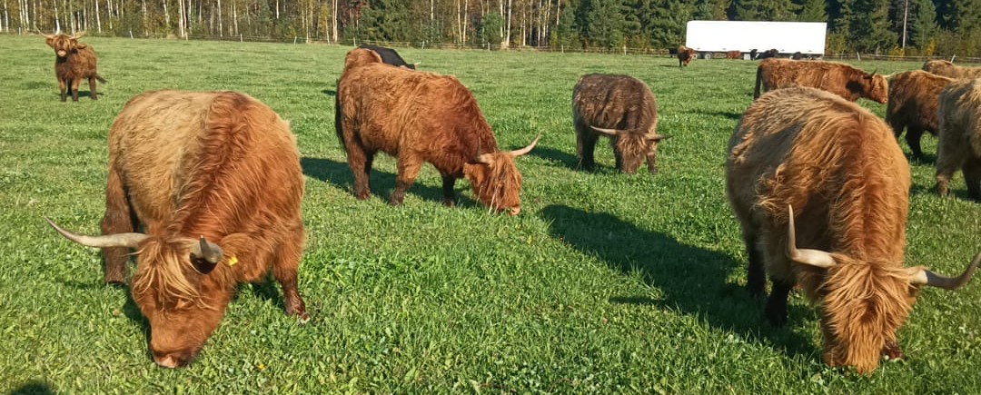 Ylämaankarjan naudat laiduntavat Aamu-Usvan tilalla.