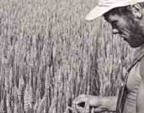 Luomuviljelijä tarkastelee viljan kasvua pellolla