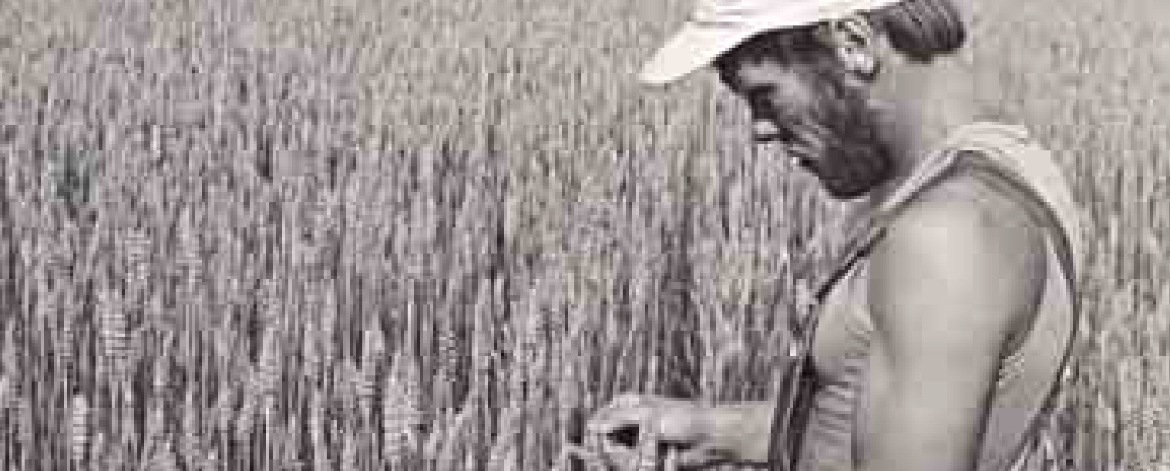 Luomuviljelijä tarkastelee viljan kasvua pellolla