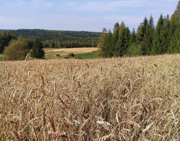 Monimuotovehnä kasvaa puustoisessa peltomaisemassa.