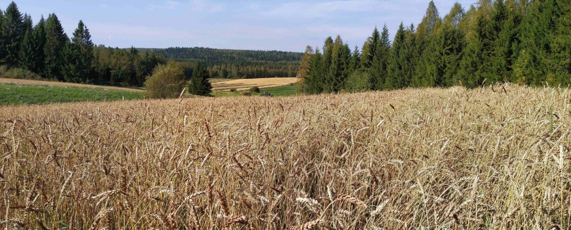 Monimuotovehnä kasvaa puustoisessa peltomaisemassa.