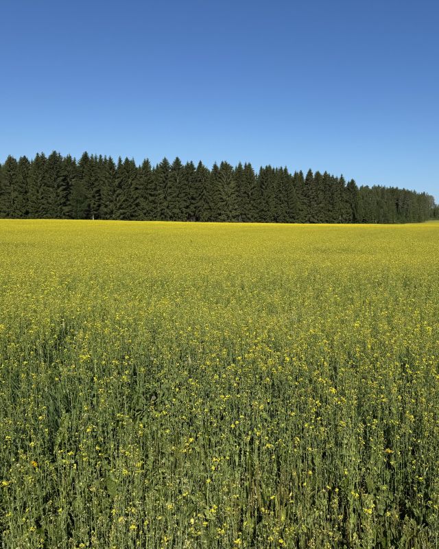 Luomurypsi kasvaa pellolla.