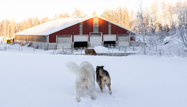 Salo-Nuutilan maatila Salo-Nuutilan maatila pihatto ja koiria talvisessa maisemassa