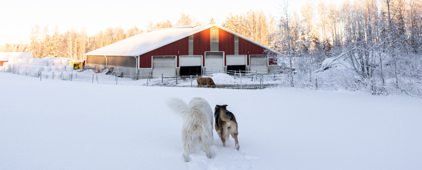 Salo-Nuutilan maatila pihatto ja koiria talvisessa maisemassa