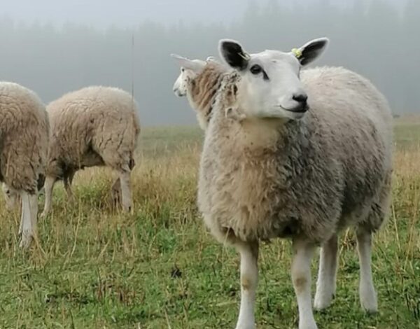 Satalammasta lammas laidun Satalammasta tilan lampaita sumuisella laitumella