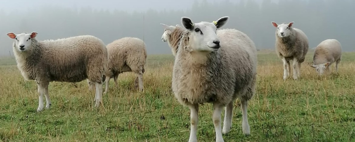 Satalammasta tilan lampaita sumuisella laitumella