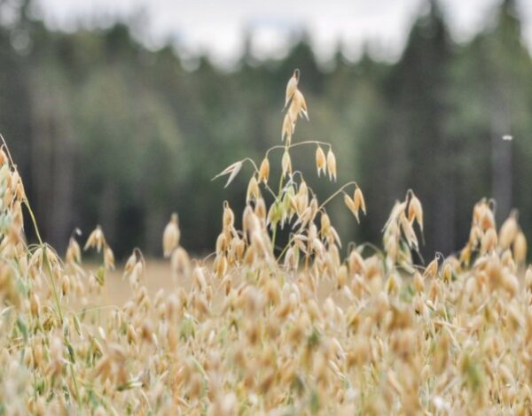 kauraa kasvamassa pellolla