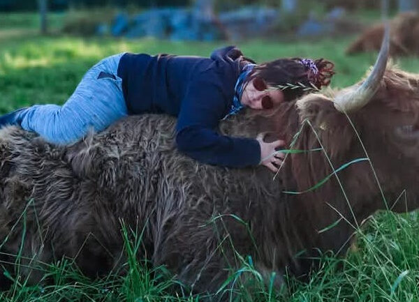 Hietalan luomutilan emäntä makoilee ylämaankarjan lehmän selässä laitumella.