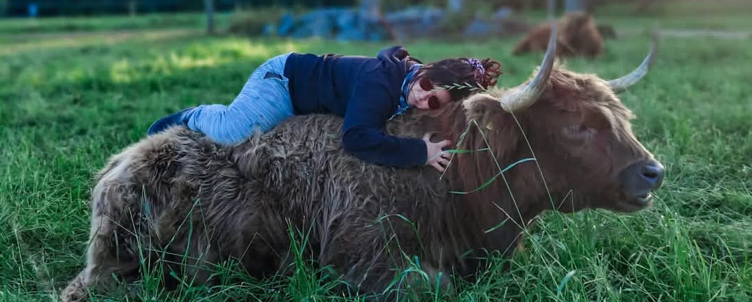 Hietalan luomutilan emäntä makoilee ylämaankarjan lehmän selässä laitumella.