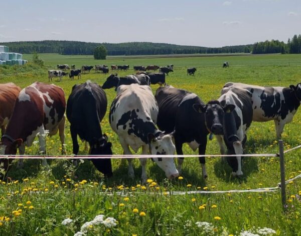 Mäntylän tila laidun lehmä Mäntylän tila laidun lehmä