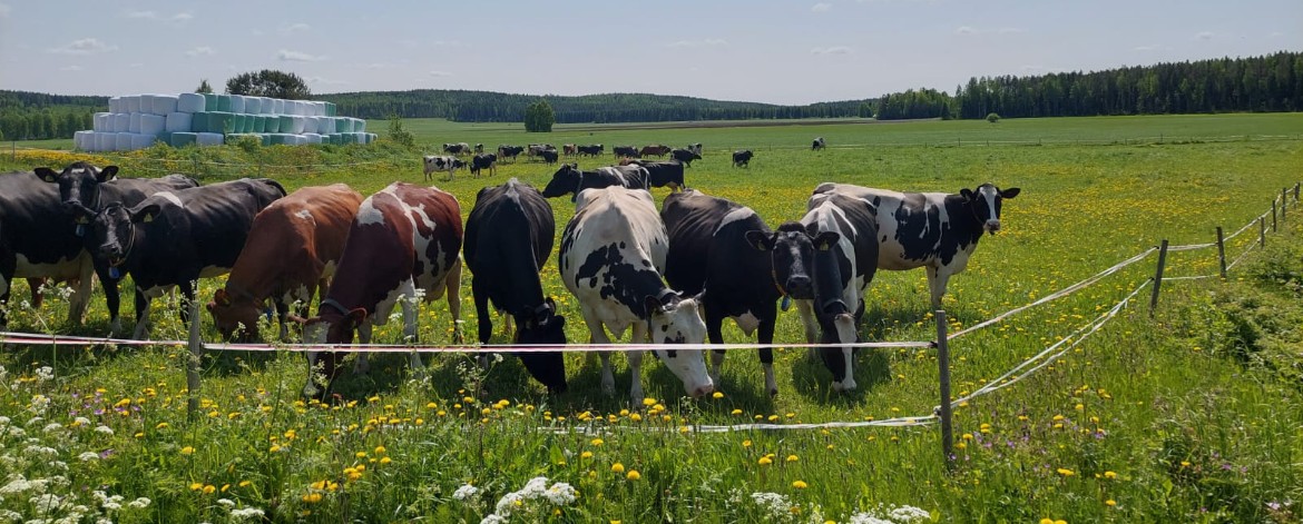Mäntylän tila laidun lehmä