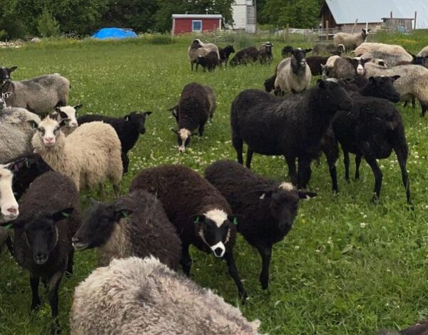 Katariinan luomutila lampaat lampaita laitumella Katariinan luomutila