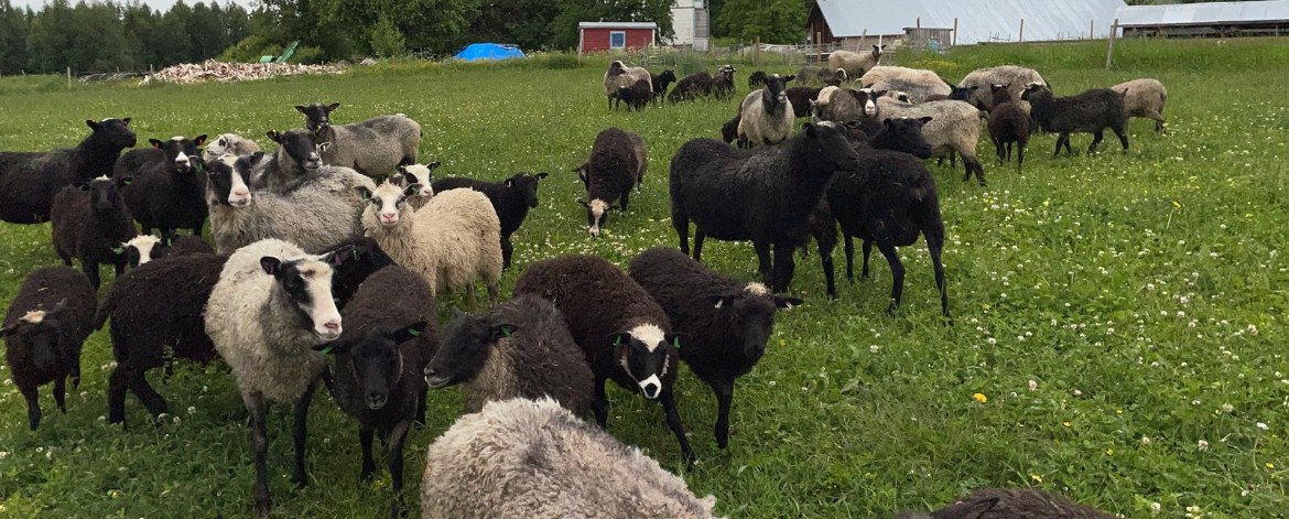 Katariinan luomutila lampaat lampaita laitumella Katariinan luomutila