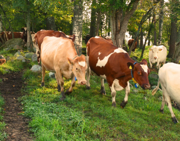 Koskelan luomumaitotila