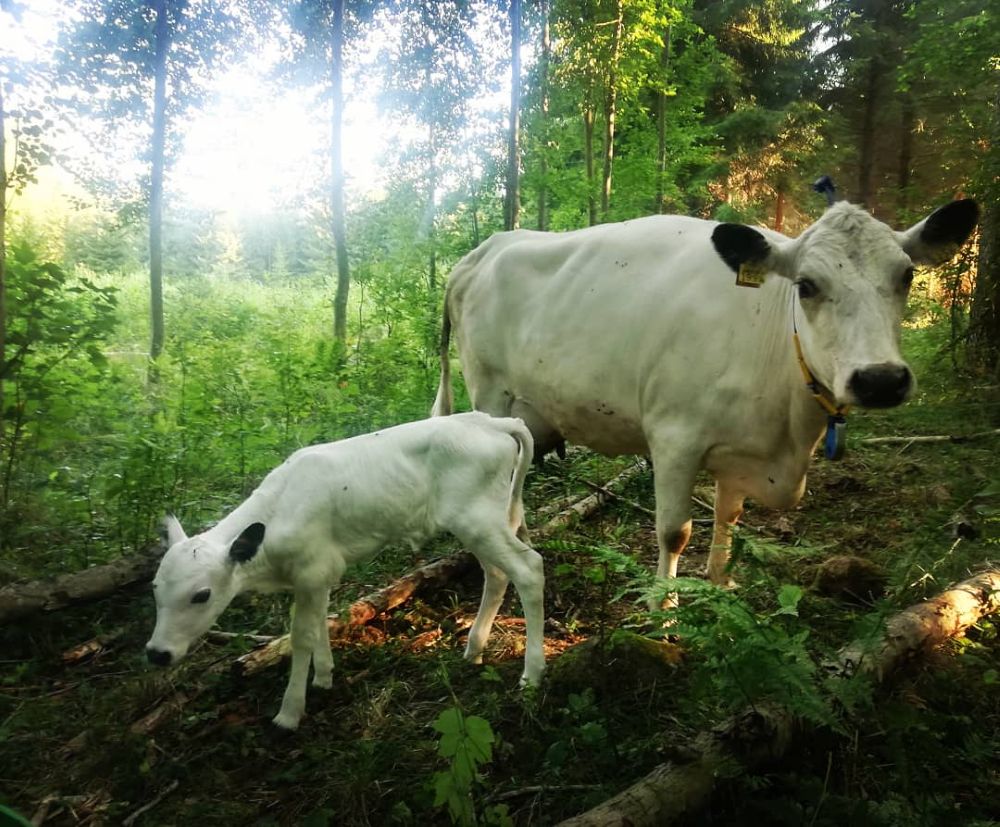 Kyyttölehmä ja -vasikka metsäisellä laitumella