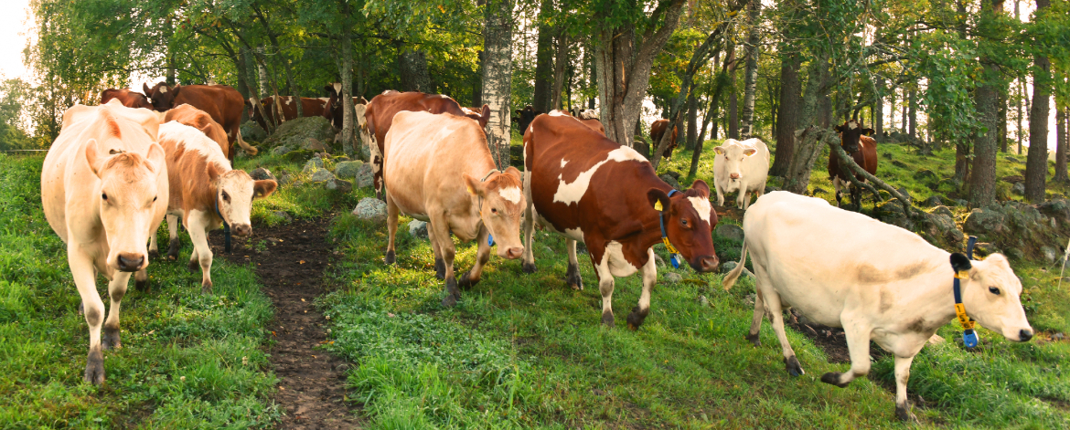 Koskelan luomumaitotila