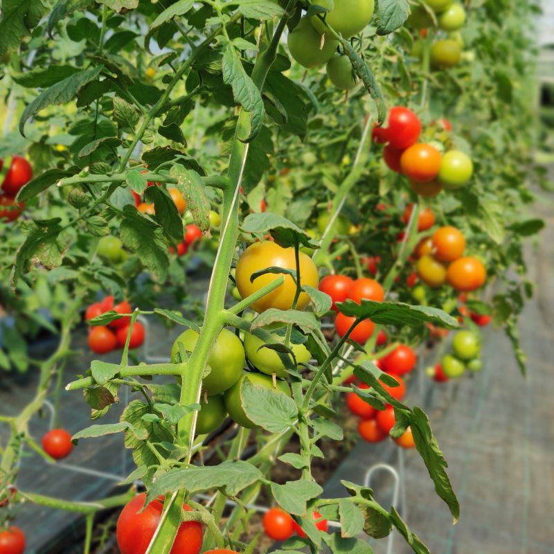 Tomaatteja kasvamassa kasvihuoneessa