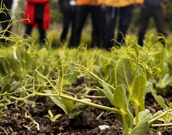 Viljelijäryhmä seisoo hernepellolla