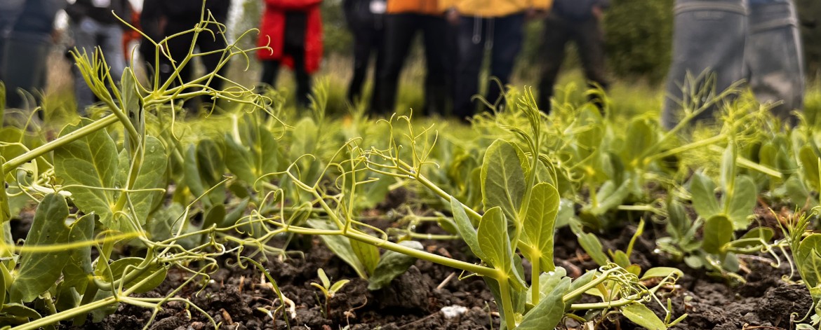 Viljelijäryhmä seisoo hernepellolla