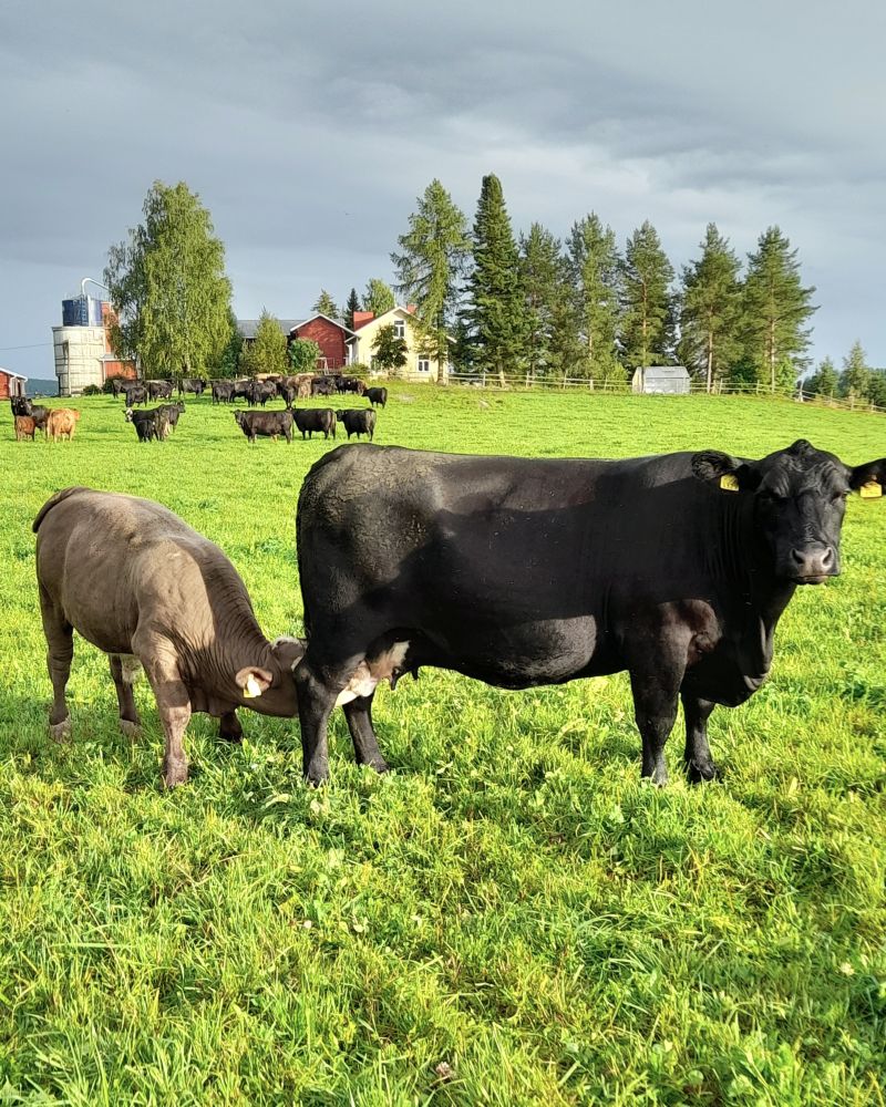 Nykyrilän luomutila nautoja laiduntamassa