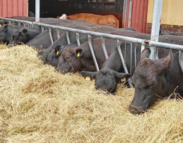 Nykyrilän luomutila nautoja syömässä heinää