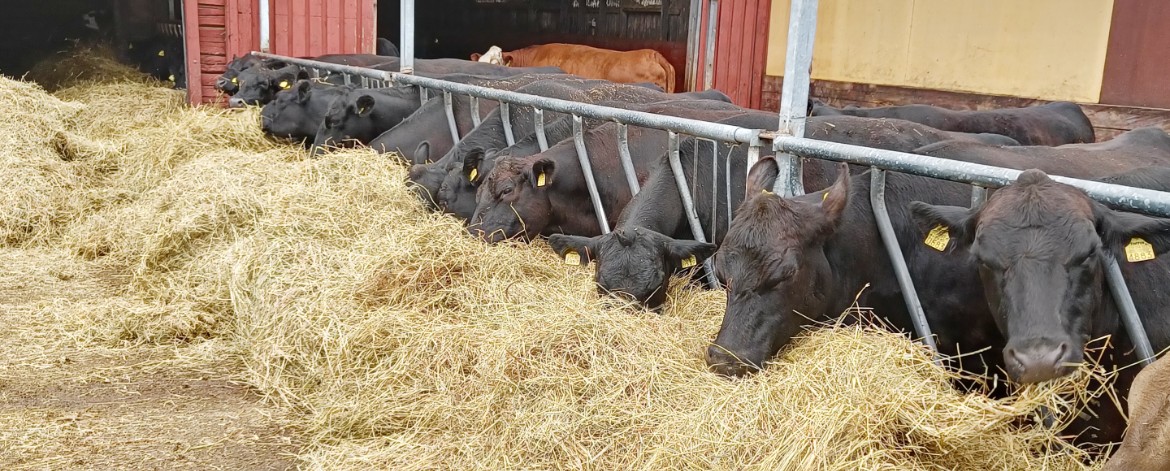 Nykyrilän luomutila nautoja syömässä heinää