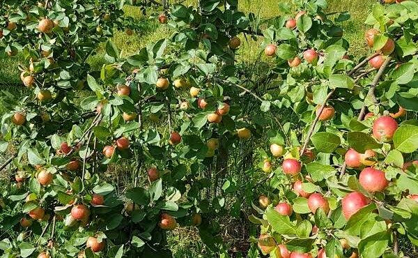 Pohjolan Hedelmä omenatarha Pohjolan Hedelmä omenatarha