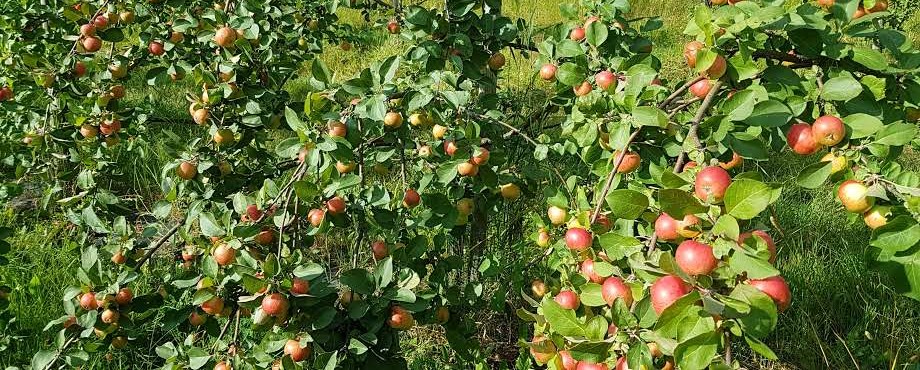 Pohjolan Hedelmä omenatarha